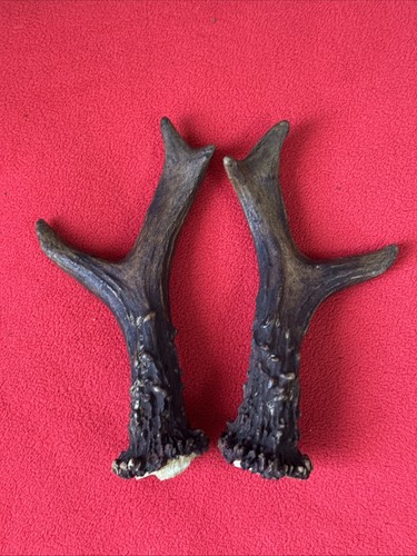 Pair roe deer antlers - of,