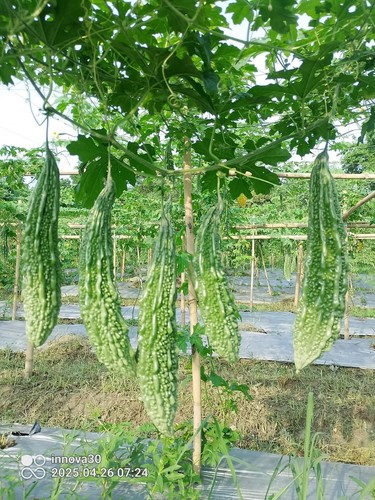 Fresh bitter gourd - (karela), 6