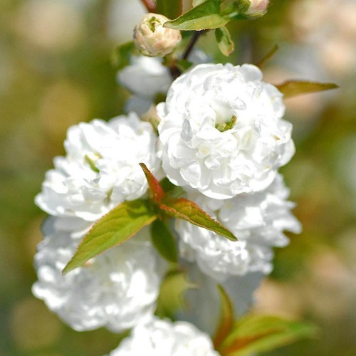 Prunus alba plena plant - prunus,