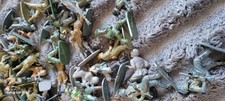 Plastic Soldiers. There's
