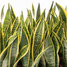 1 X SANSEVIERIA LAURENTII