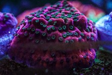 Tropic Thunder Plating Montipora frag coral marine Salt Zoa carbon Mushroom