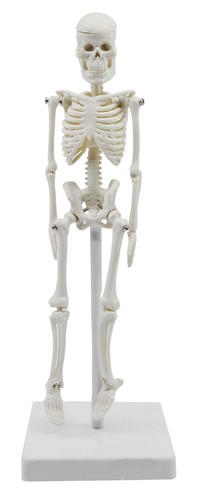 Miniature human skeleton - human,