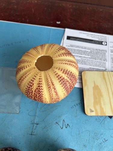 Vintage tiger cowrie shells - vintage,