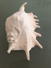 X Large 25cm queen spider