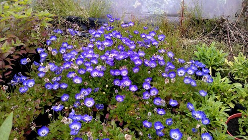 Campanula blue and white - campanula, white'
