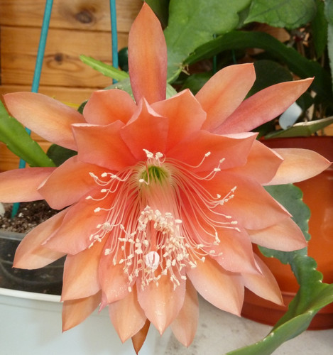 Epiphyllum dreamland - epiphyllum,
