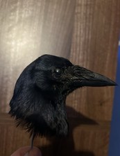 Taxidermy Rook Head