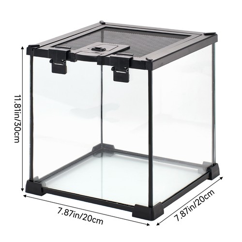 Reptile glass terrarium - reptile,