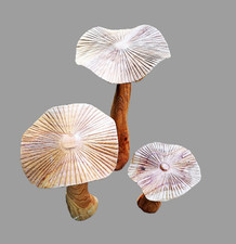 wooden mushrooms