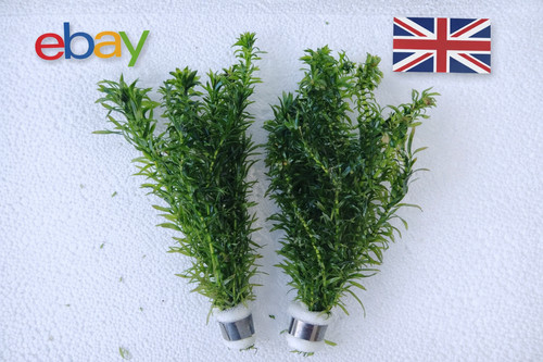 Bunches elodea densa - 2, xl