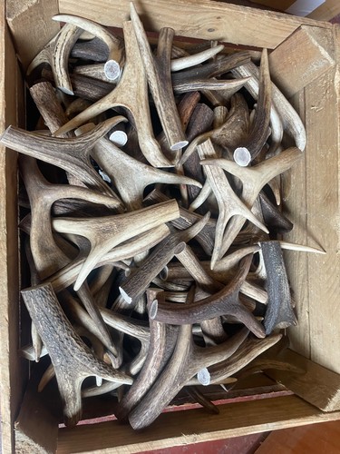 Antler thumb stick handles - stick, all