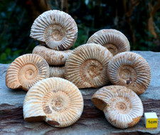 Fossilised Ammonite Fossil