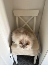 Used IKEA Dining Chair In