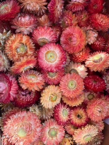 Dried flower heads for - 50.,