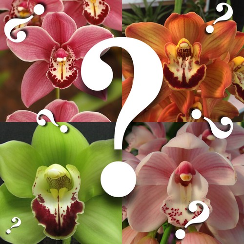 Cymbidium mystery random - cymbidium, mystery/random