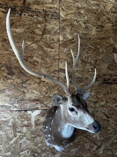Axis deer mount - axis,