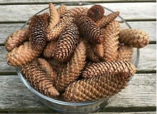 Spruce pine cones for - 20,