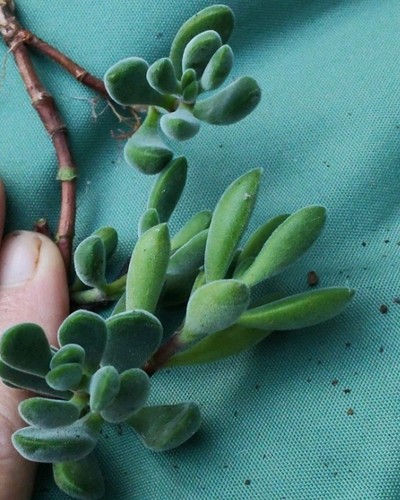 Crassula rogersii rooted - crassula,