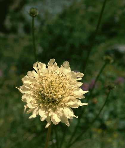 Cephalaria