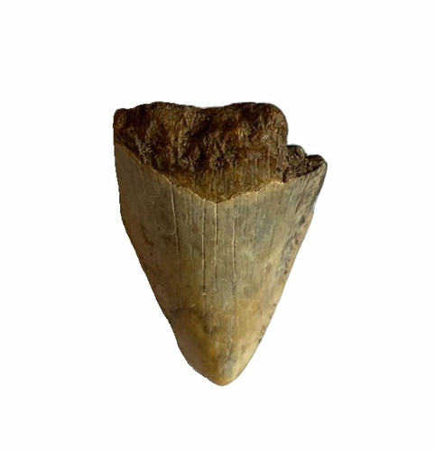 Megalodon shark tooth - 1.6”,