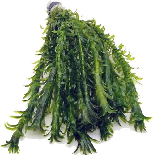 Elodea densa xl bunch - xl,