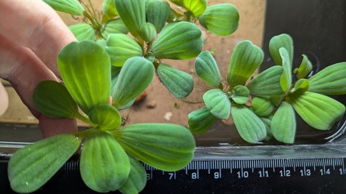 Dwarf water lettuce - 4,
