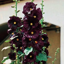25 Hollyhock Jet Black Seeds  