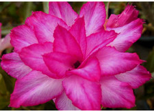 20 x Adenium Obesum, Triple