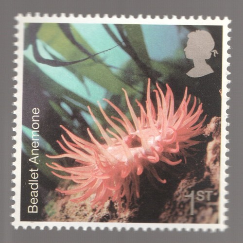 2007 1st sea anemone - 1st, anemone.