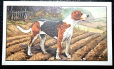 FOXHOUND   Vintage 1930's