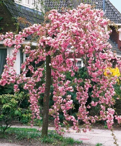 Cheal weeping flowering - cheal's,