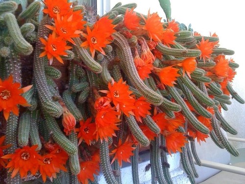 Peanut cactus 10x - 10x, plants