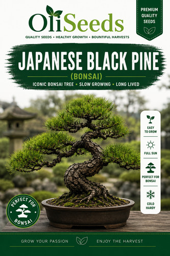 Japanese black pine - japanese,
