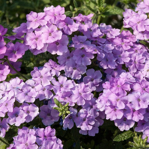 Verbena bedding plants pack - plants, 6