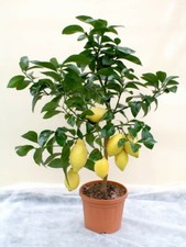 Very juicy lemon - 🍋, tree🍋