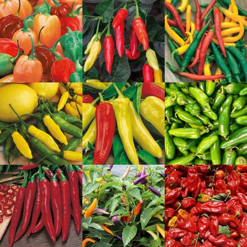 Chilli pepper seeds selection - pepper,