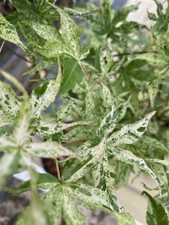 Acer UKIGOMO Maple Tree 3Litre