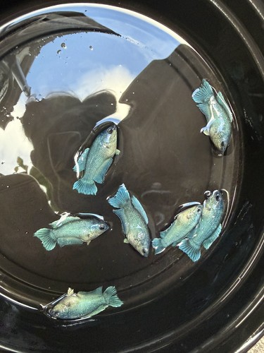 Live betta paradise fish - live,