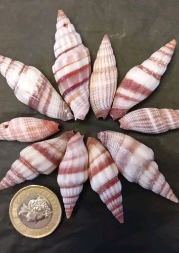 Crafting shells natural spiral - natural,