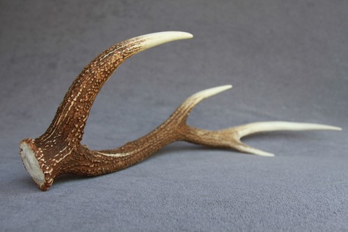 Sika deer antler naturally - sika,