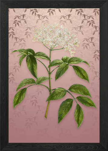 Elderberry flowering plant - elderberry,