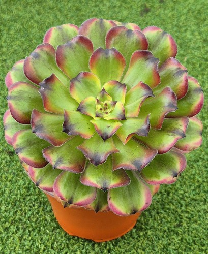 Aeonium firefly pink - aeonium, pink'-