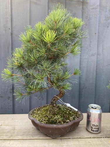 Japanese white pine - japanese, bonsai