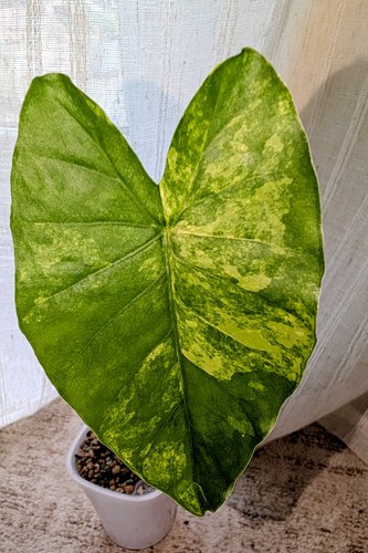Beginner friendly macrorrhiza - beginner,