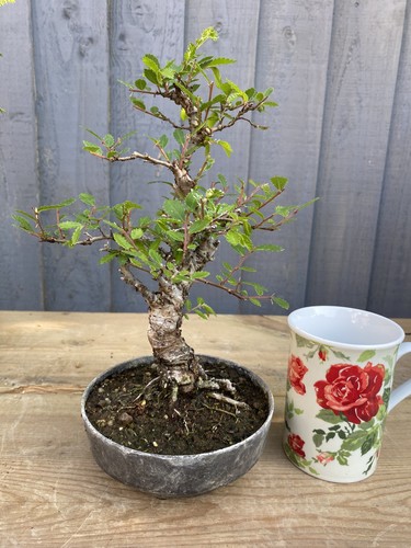 Cork bark chinese elm - chinese, bonsai