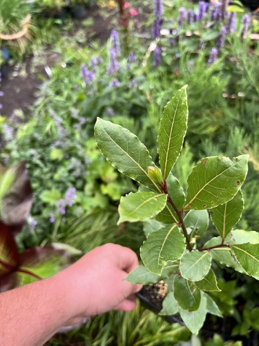 Laurus nobilis bay laurel - bay,