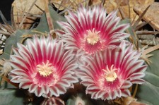 Cactus seeds Ferocactus