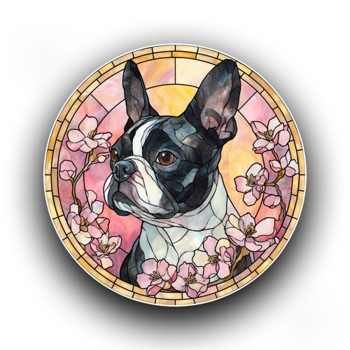 Boston terrier spring - boston,