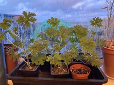 Pelargonium Dr Westerlund Rose